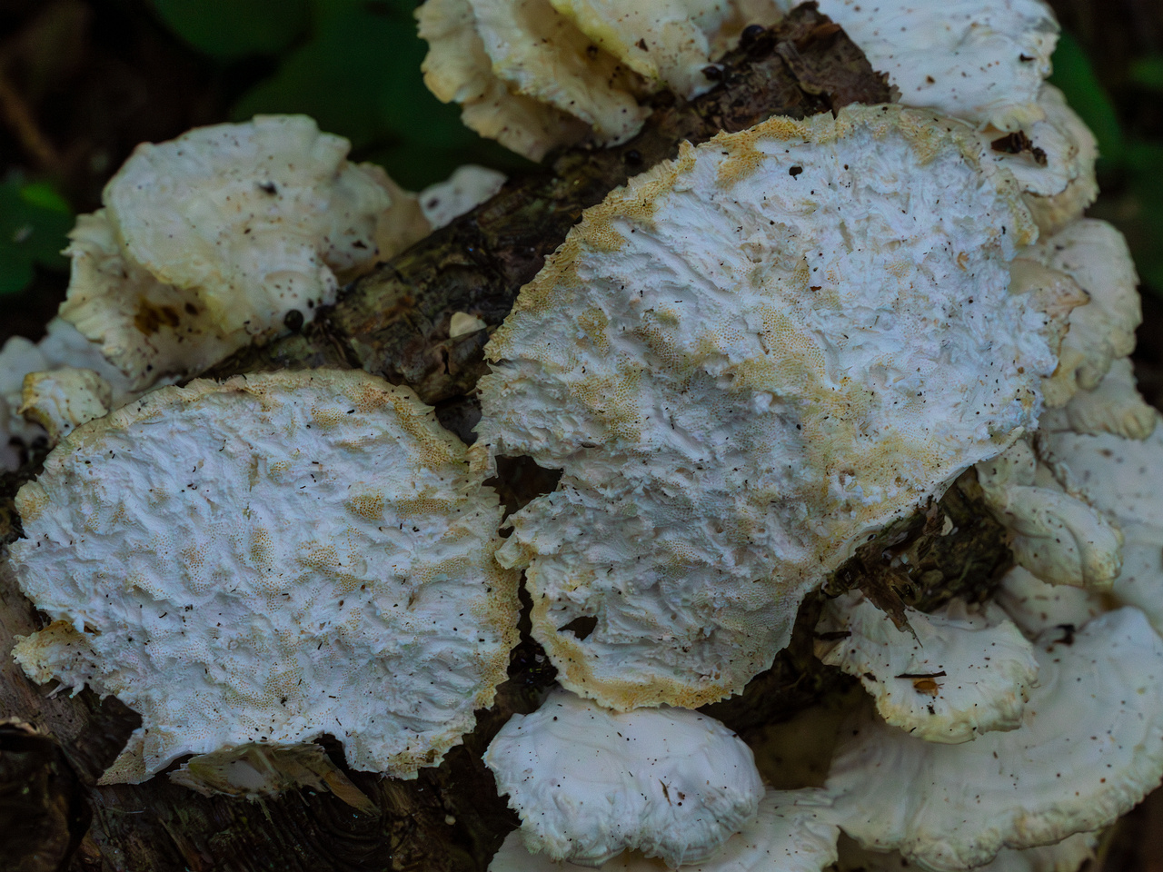 trametes-velutina_1-15