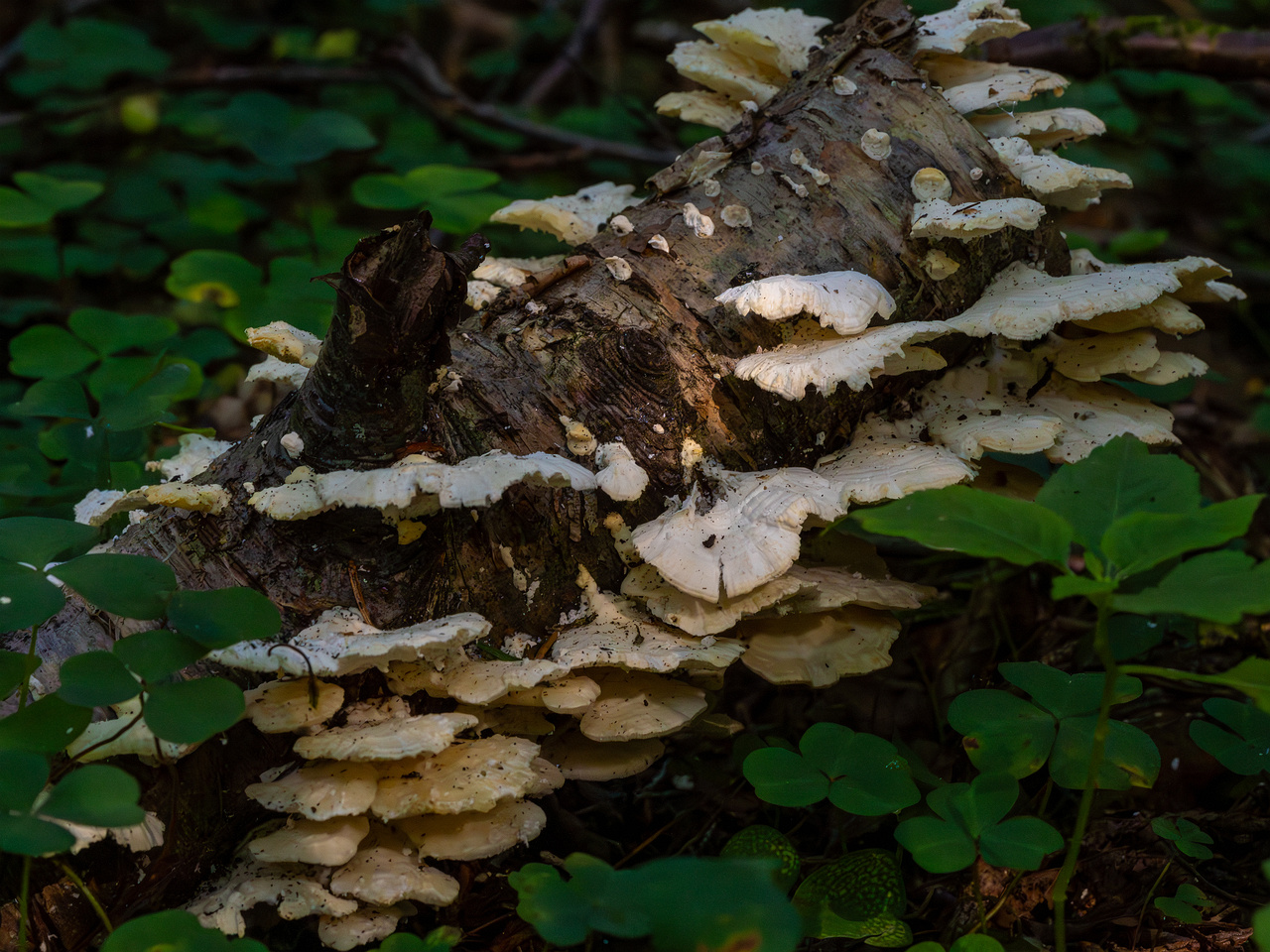 trametes-velutina_1-2