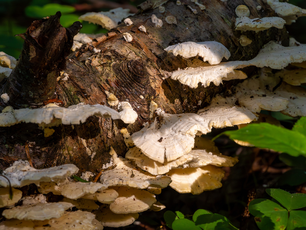 trametes-velutina_1-3