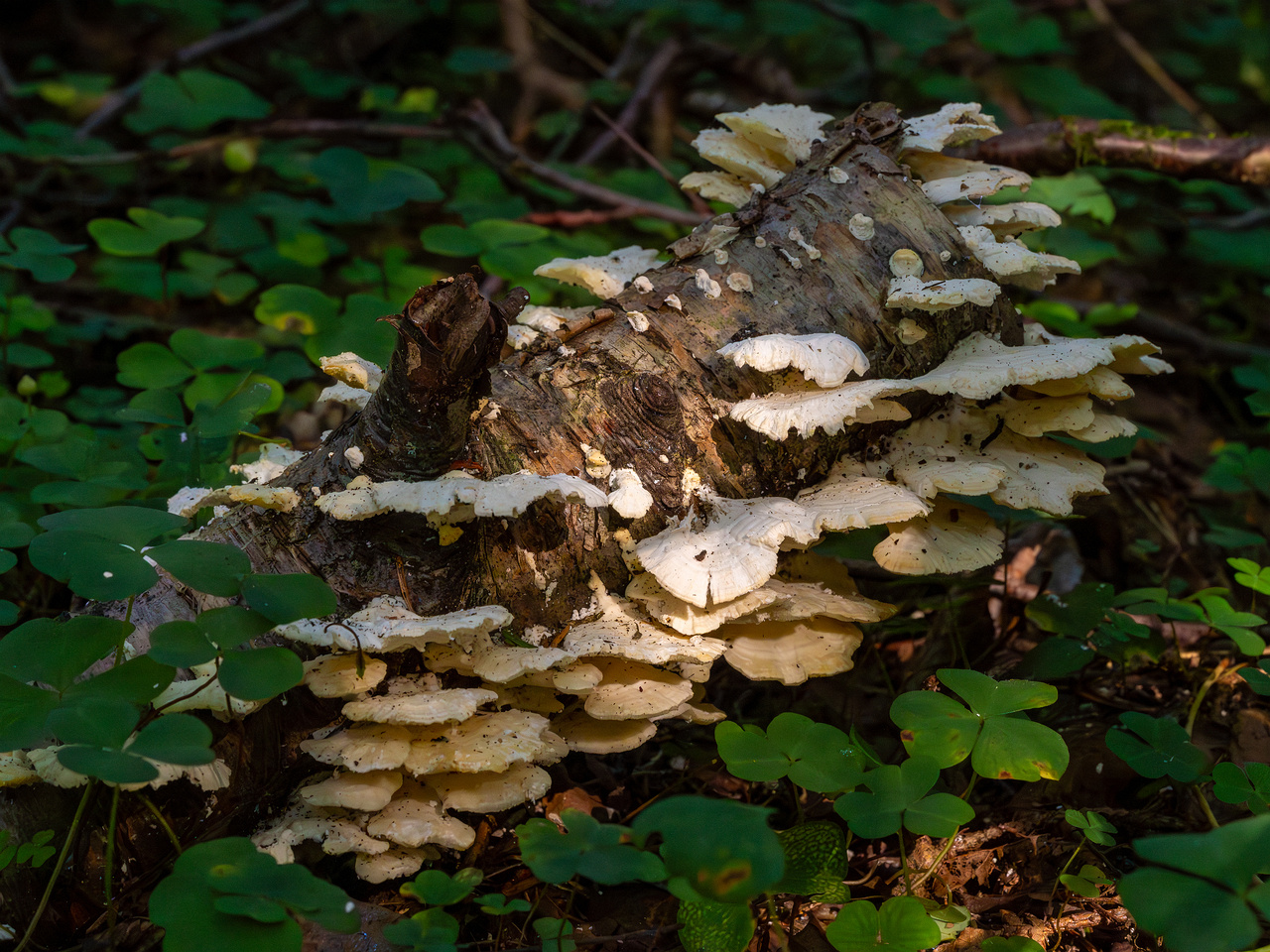 trametes-velutina_1-6