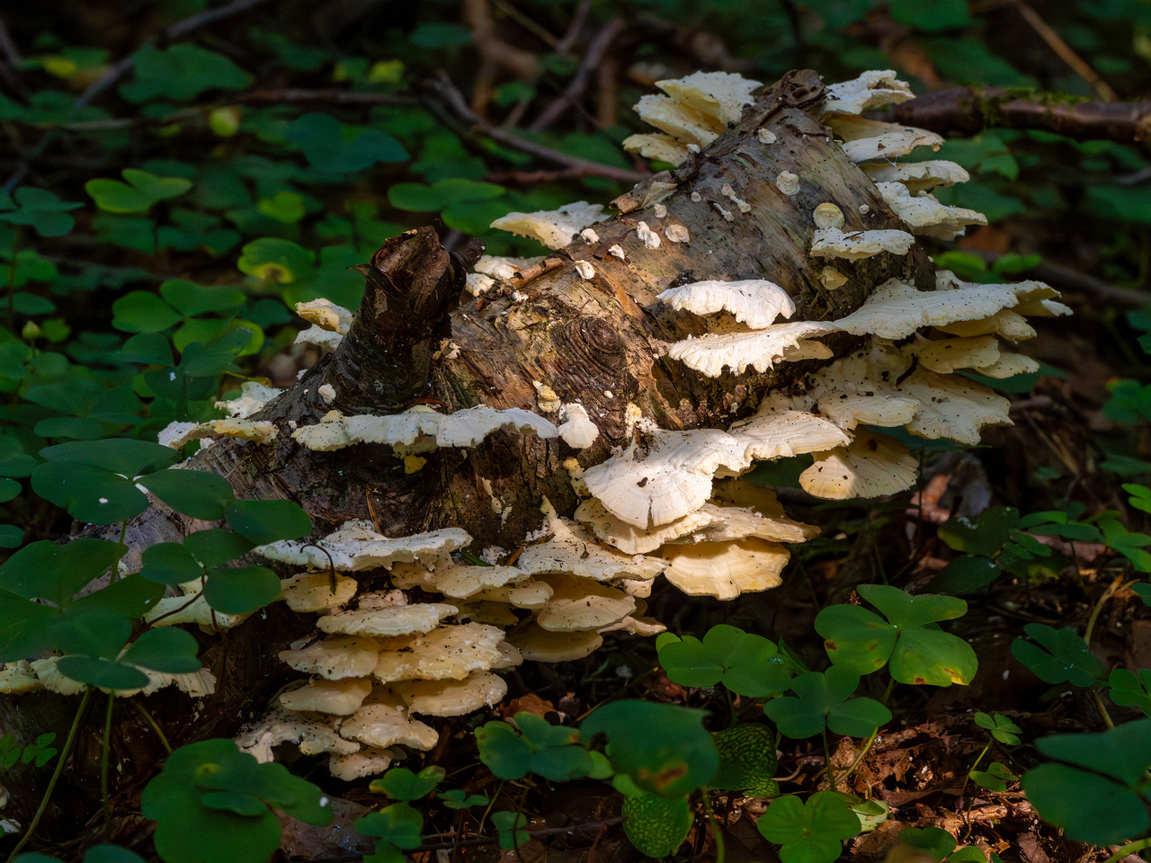 trametes-velutina_1-7