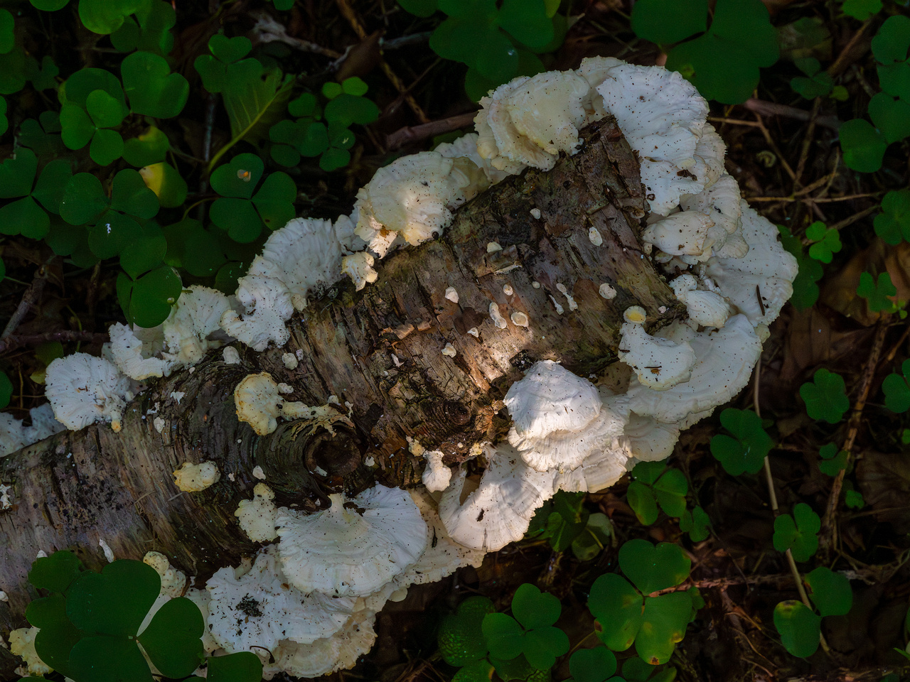 trametes-velutina_1-8