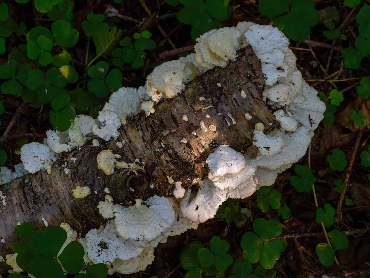 trametes-velutina_1-9