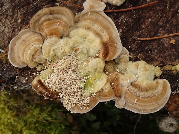 Траметес пушистый - Trametes pubescens