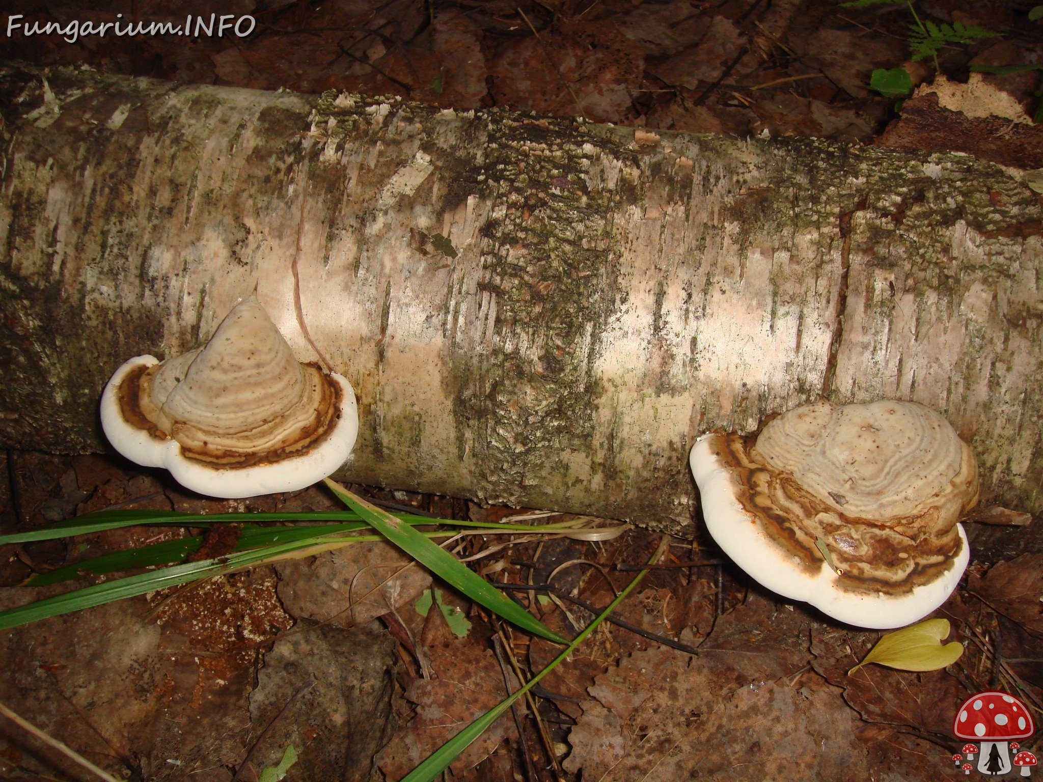 fungi-0004005 