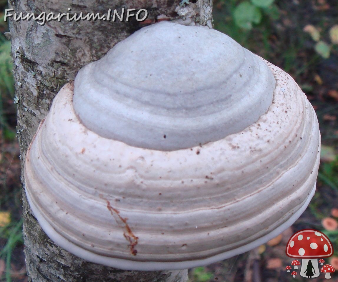 fungi-0004539_ 