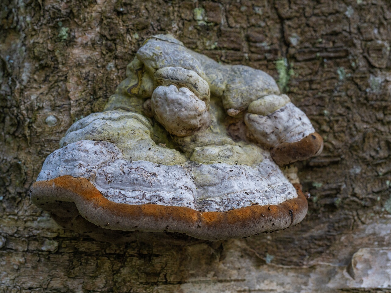 _maarjamaegi_woodland_area-303994