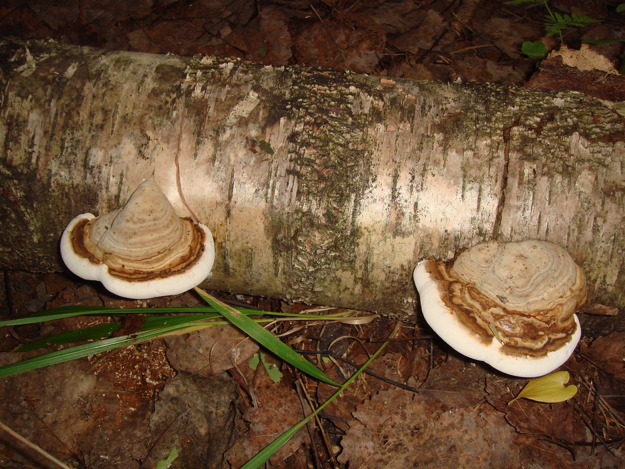 fungi-0004005