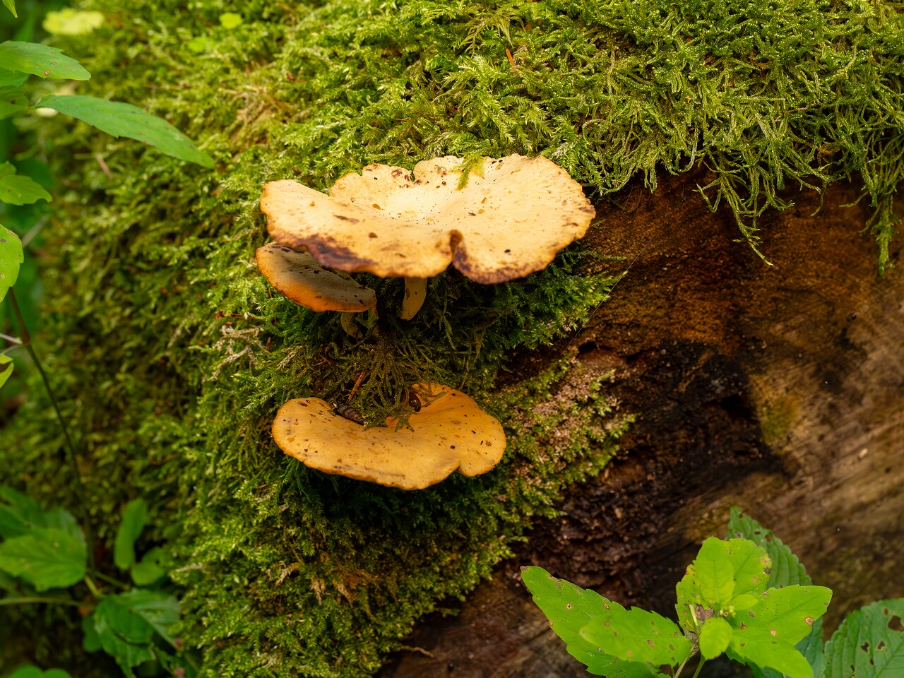 Cerioporus varius _2026-07-25_1-2