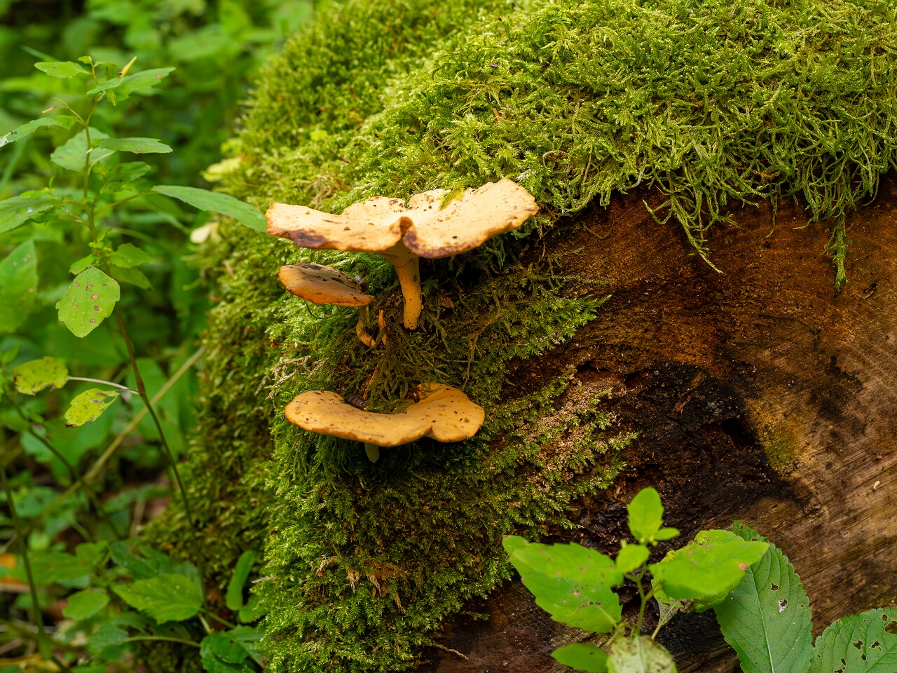 Cerioporus varius _2026-07-25_1-3