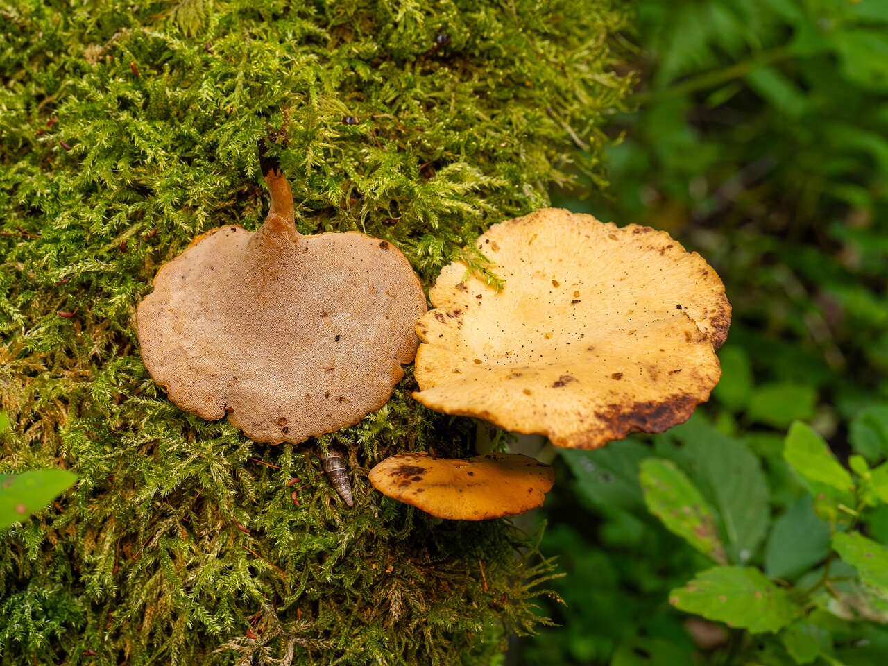 Cerioporus varius _2026-07-25_1-5