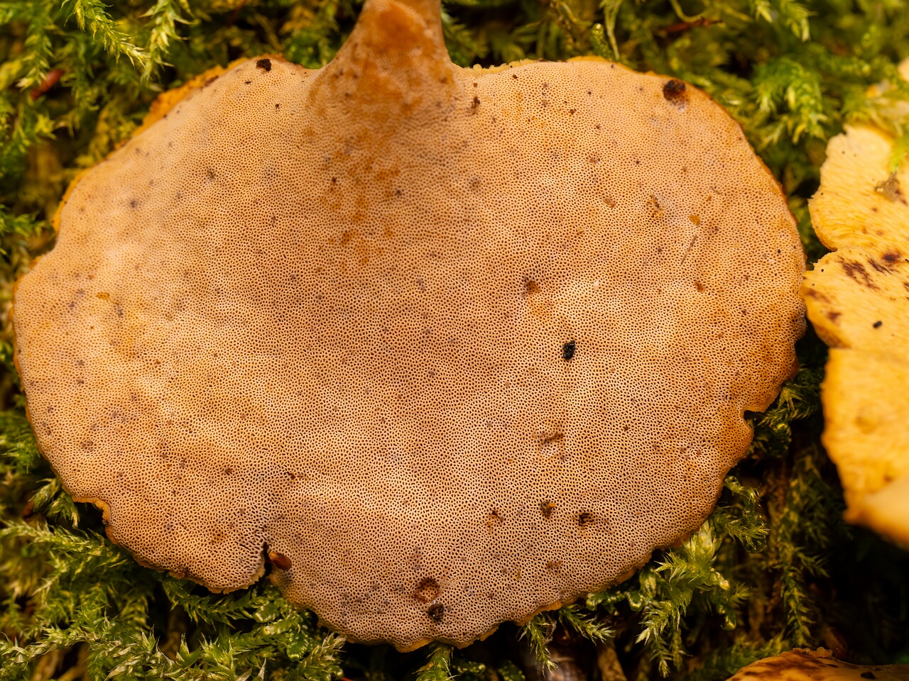 Cerioporus varius _2026-07-25_1-7