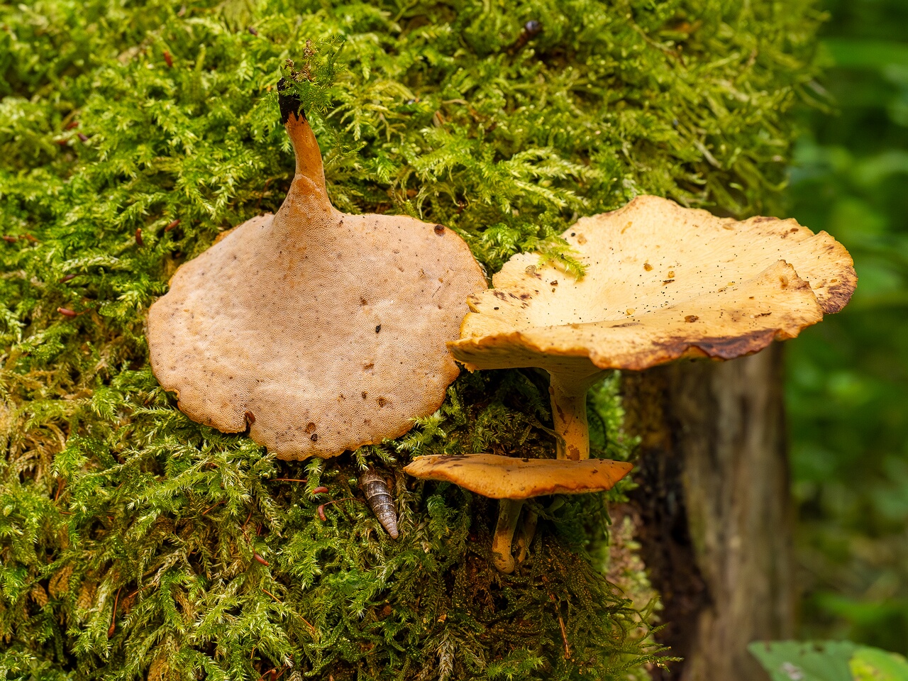 Cerioporus varius _2026-07-25_1-8