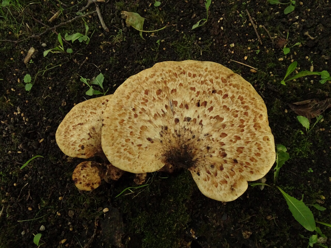 DSC05868