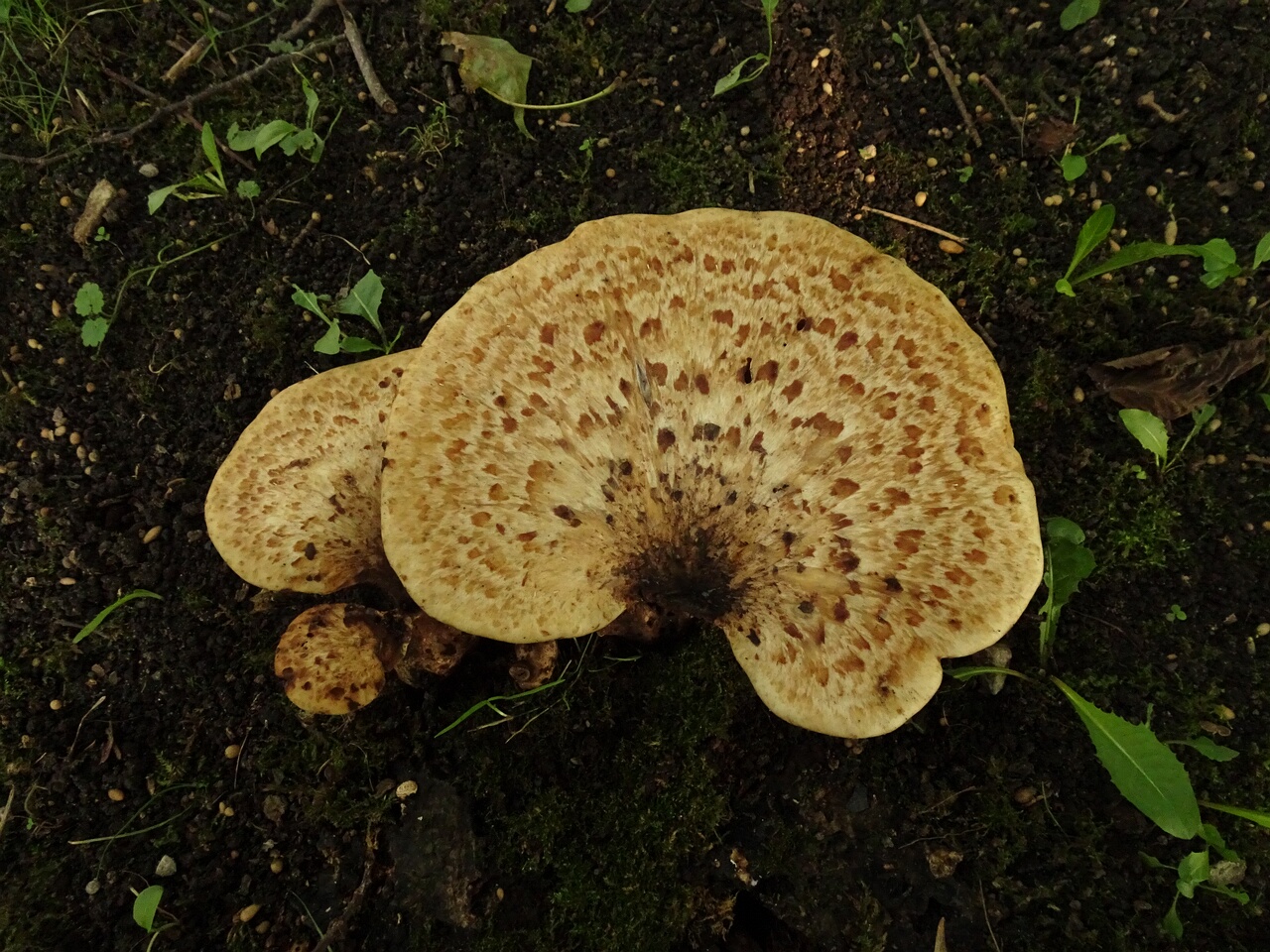 DSC05871