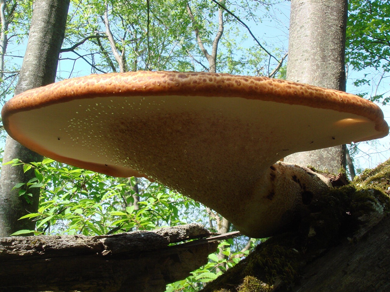 fungi-0003856