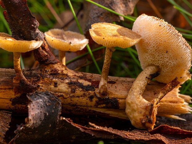 Пилолистник ямчатый - Lentinus arcularius