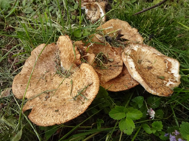 Полипорус клубненосный - Polyporus tuberaster