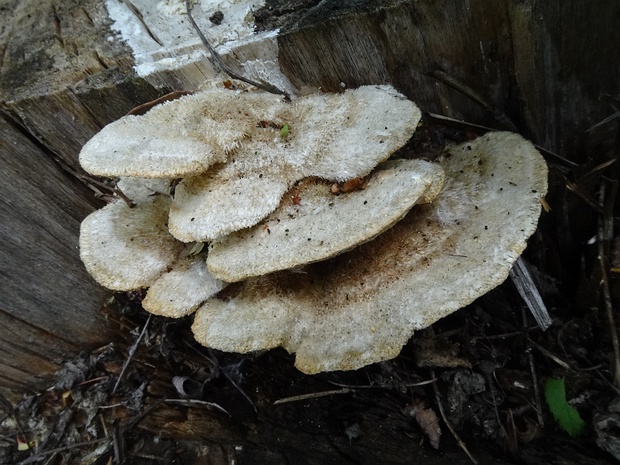 Trametes trogii - Траметес Трога - Trog's Trametes - Trog-Tramete Trametes trogii, known as Trog's Trametes or Trog-Tramete in German, is a polypore mushroom belonging to the family...