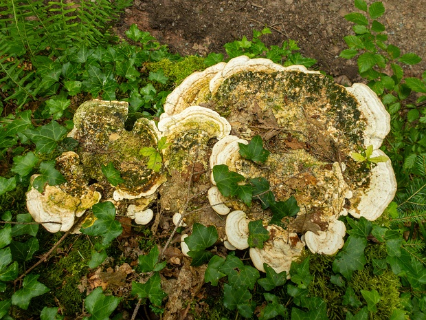 Траметес горбатый - Trametes gibbosa