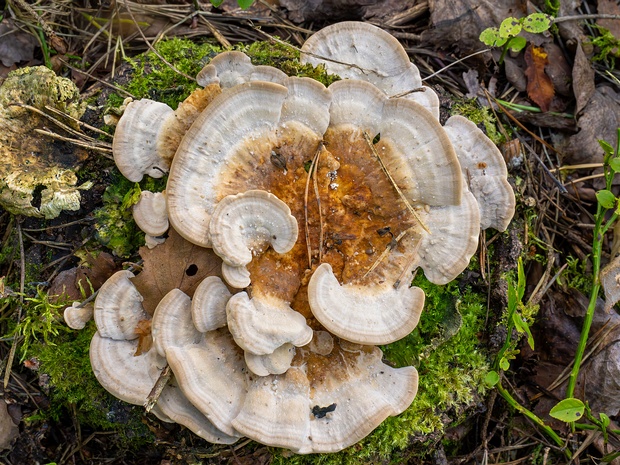 Траметес охряный - Trametes ochracea