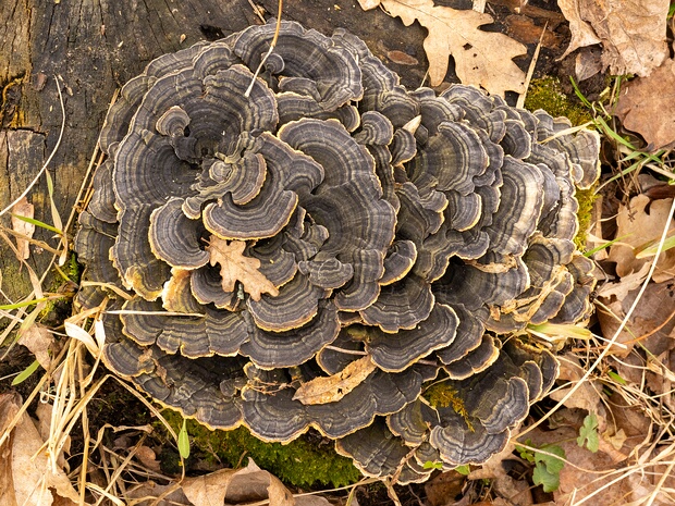 Траметес разноцветный - Trametes versicolor