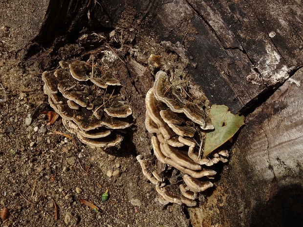 Траметес разноцветный - Trametes versicolor