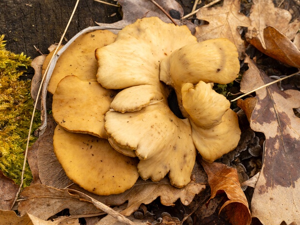 Цериопорус тонкоголовый - Cerioporus leptocephalus