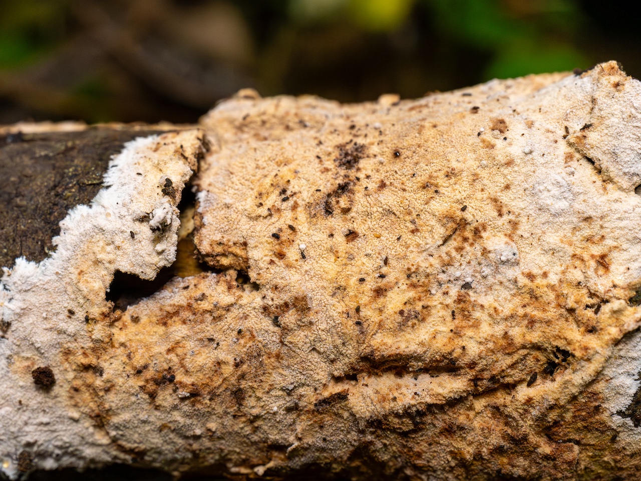 Steccherinum fimbriatum _2025-09-07_1-12