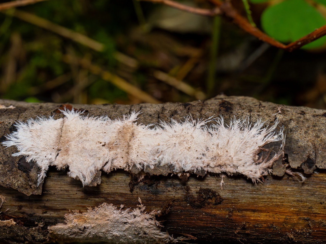 Steccherinum fimbriatum _2025-09-07_1-7