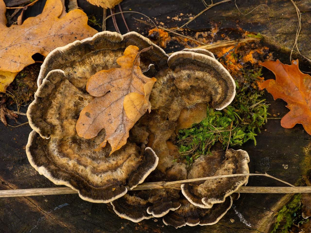 !Bjerkandera adusta _2025-10-18_1-2