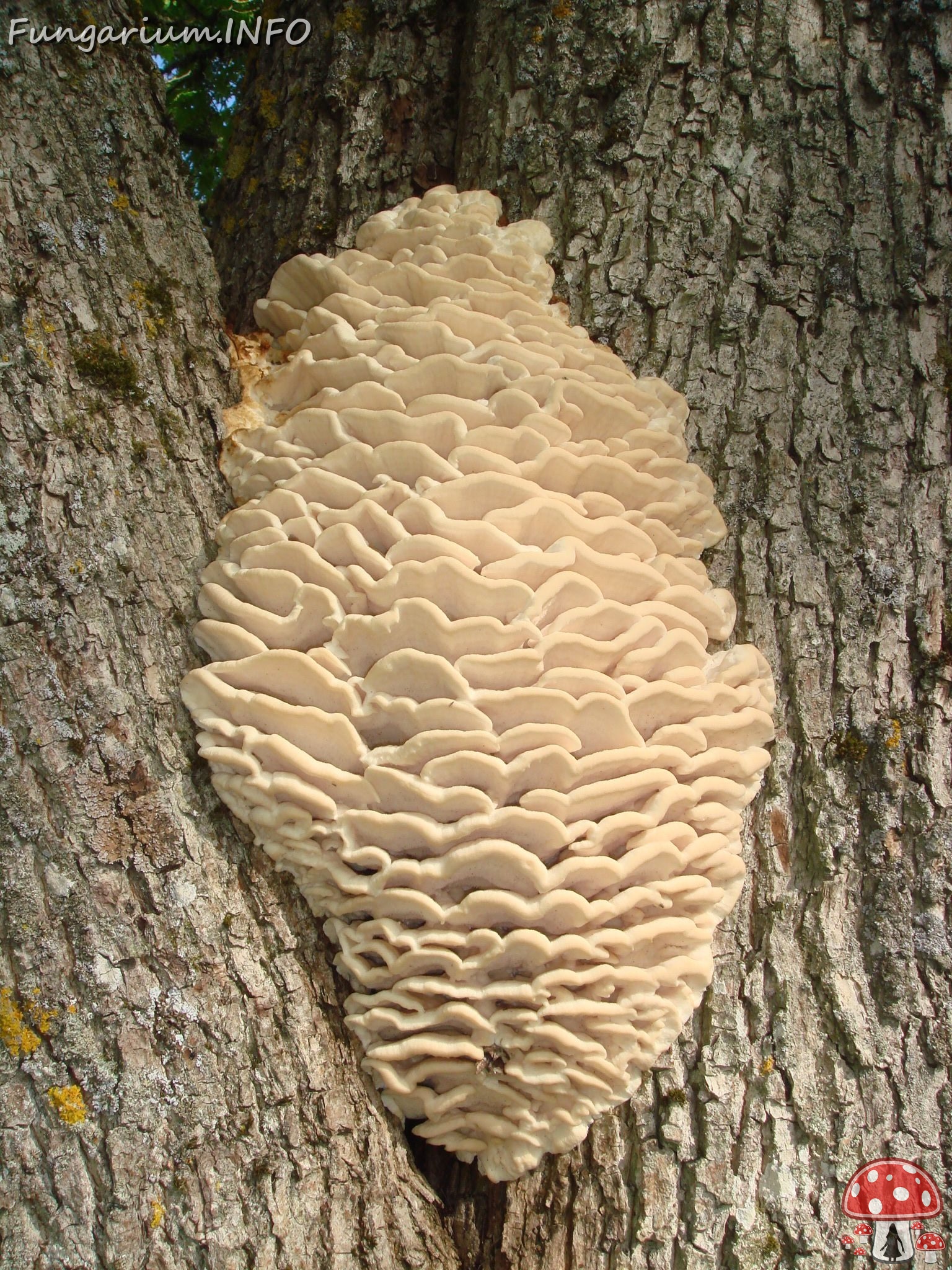 fungi-0004500 