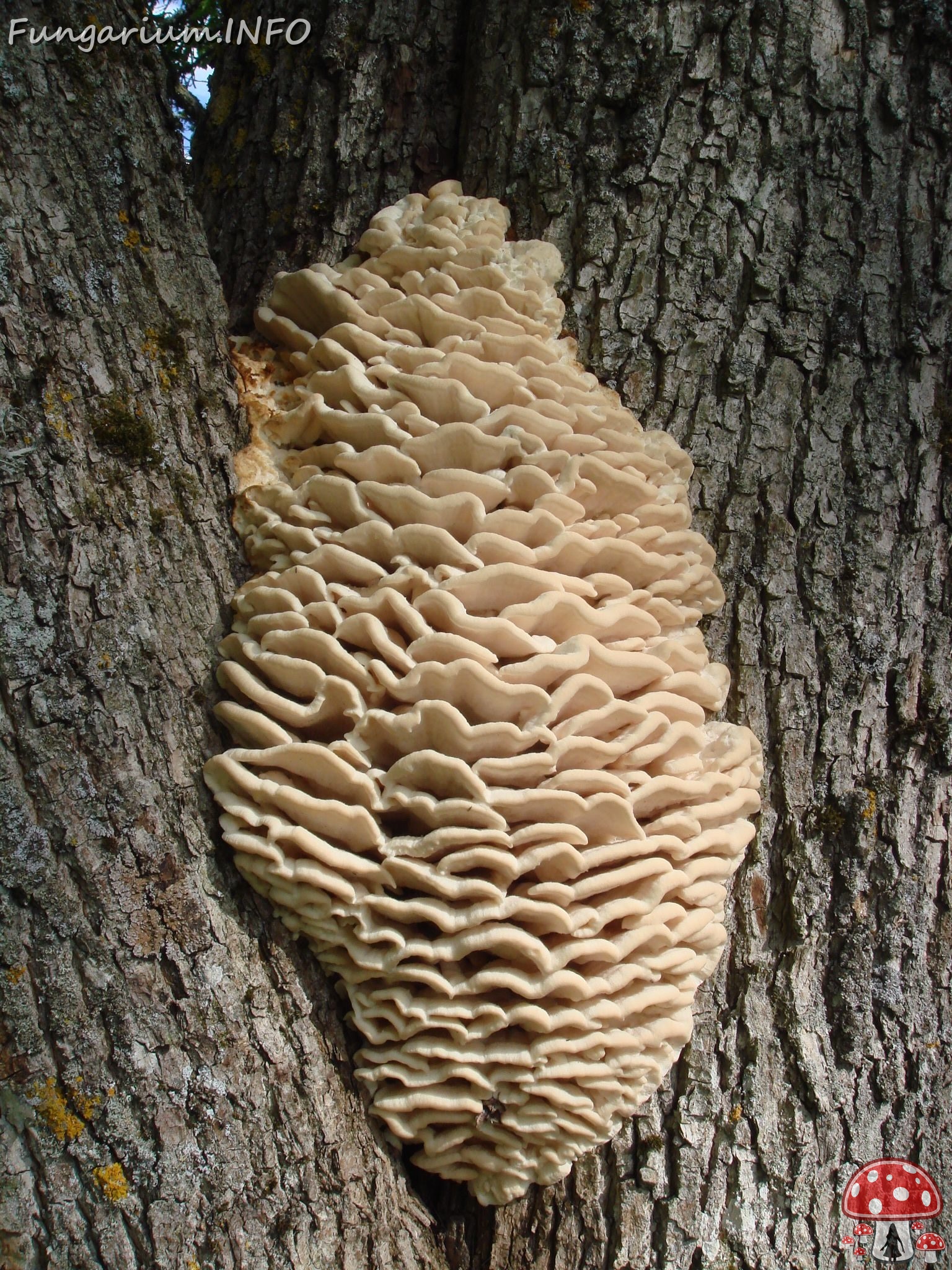 fungi-0004501 