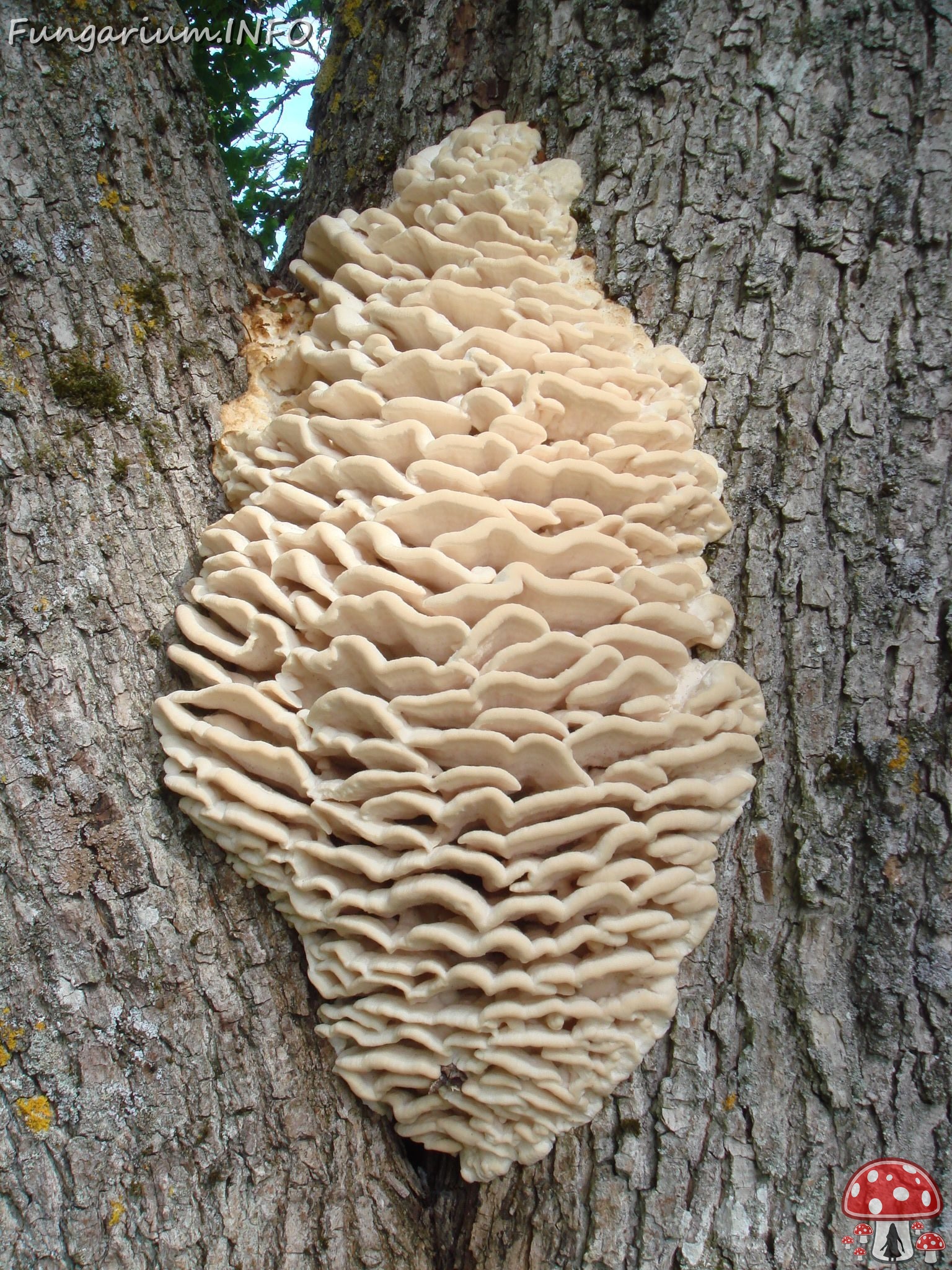 fungi-0004504 