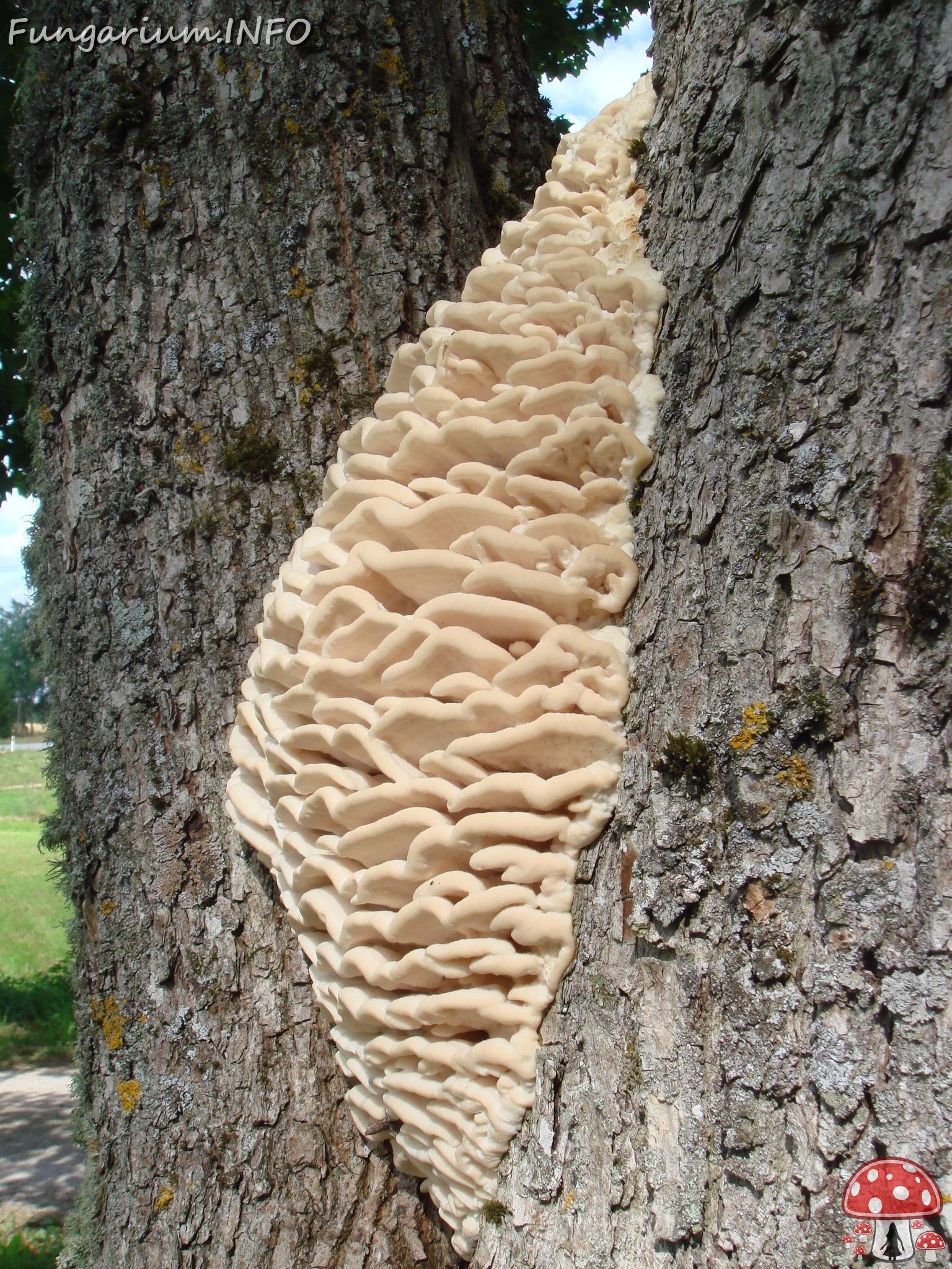 fungi-0004505 