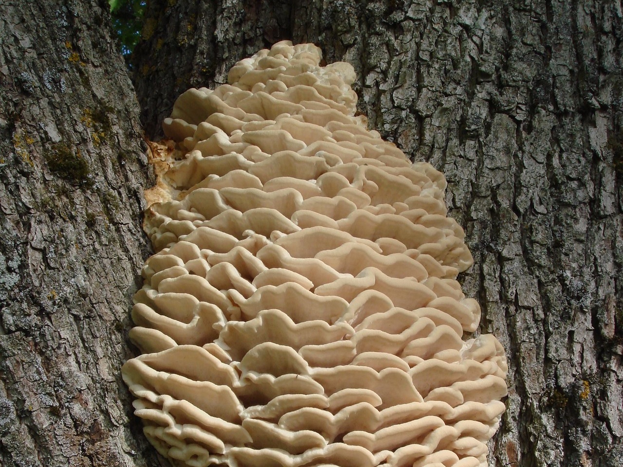 fungi-0004499