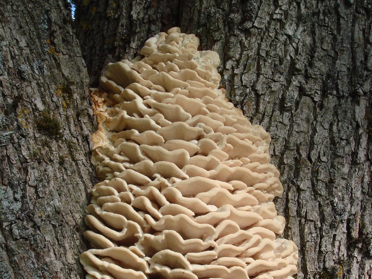 fungi-0004501