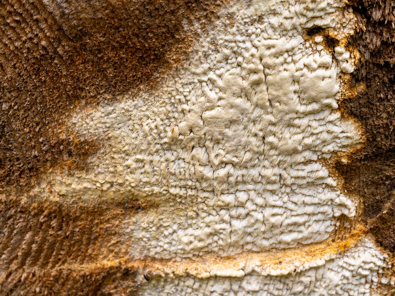 Daedalea xantha _2025-06-07_1-1
