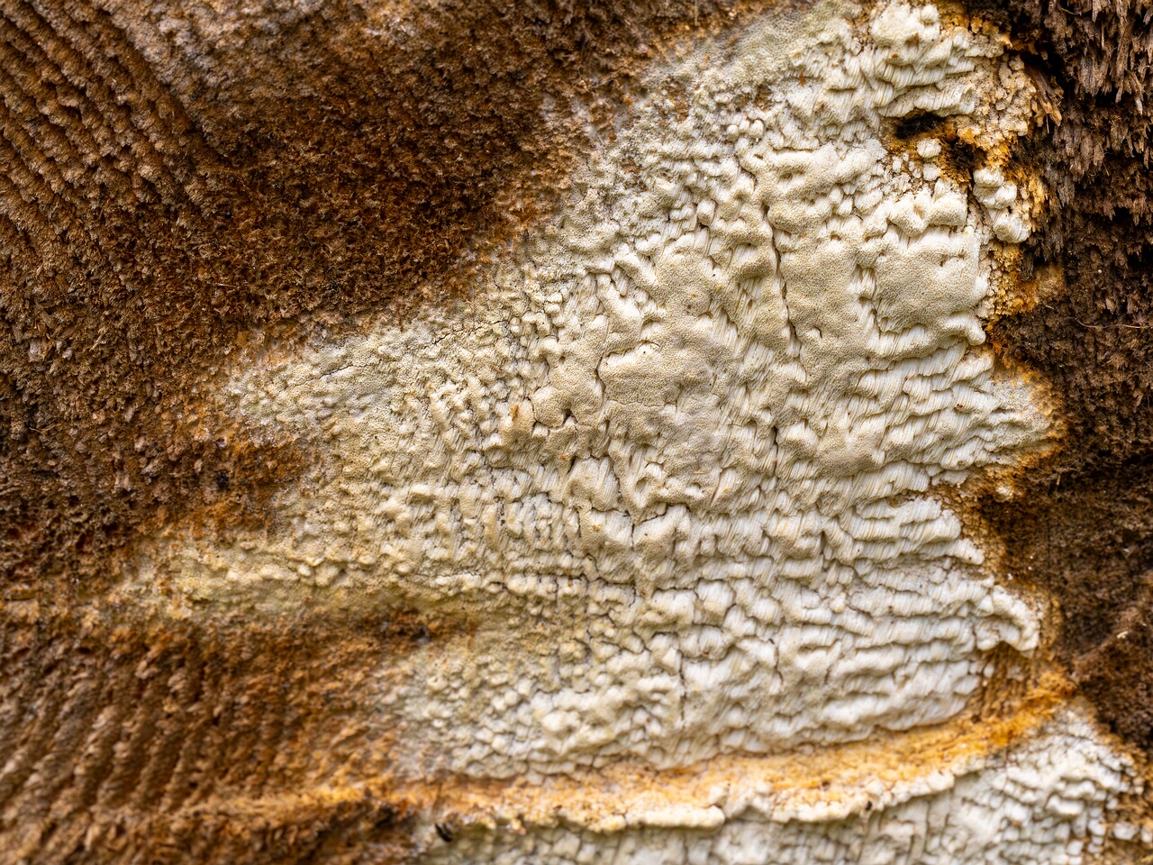 Daedalea xantha _2025-06-07_1-2