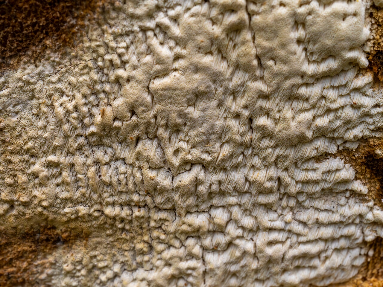 Daedalea xantha _2025-06-07_1-3