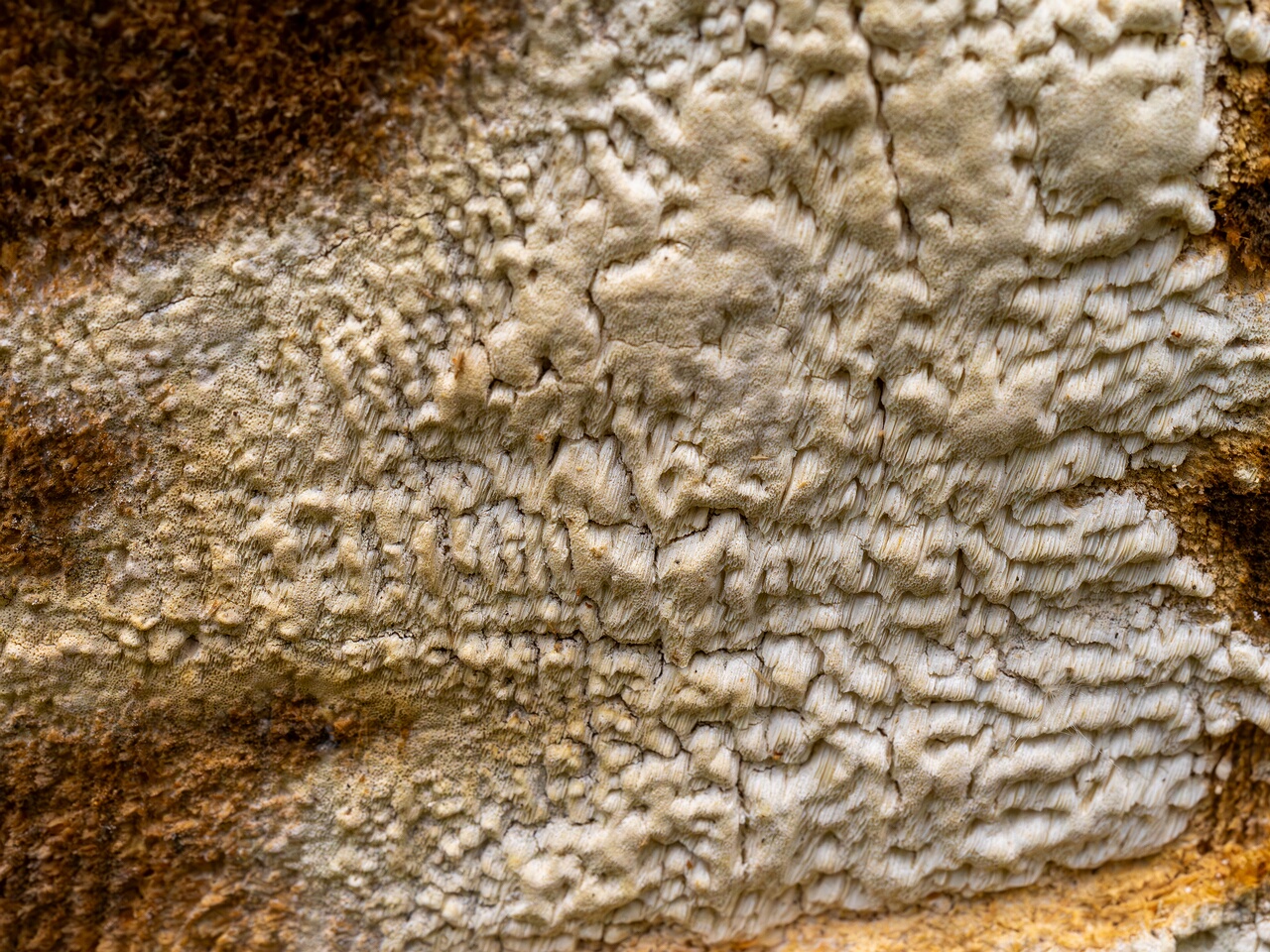 Daedalea xantha _2025-06-07_1-5
