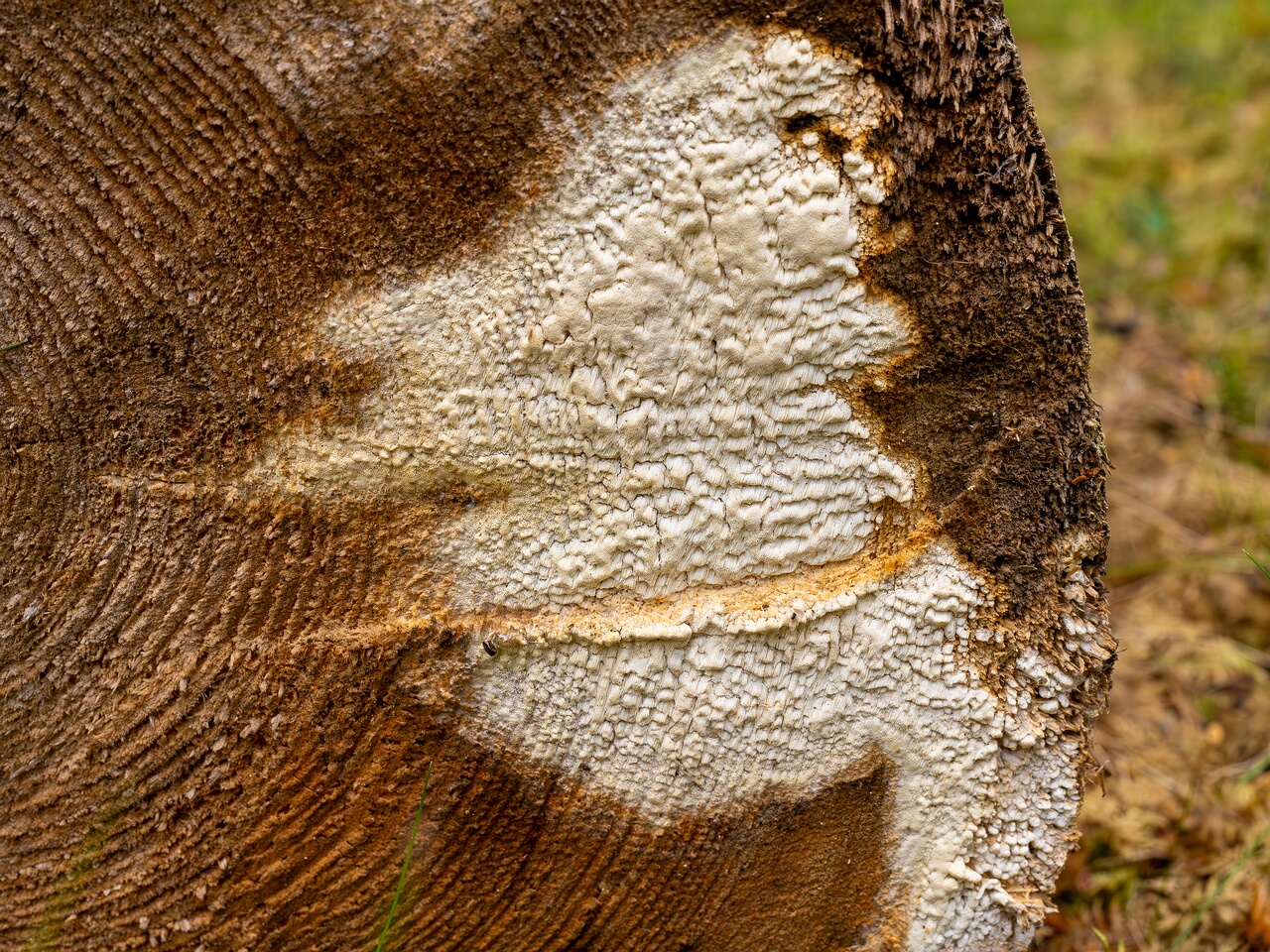 Daedalea xantha _2025-06-07_1-6