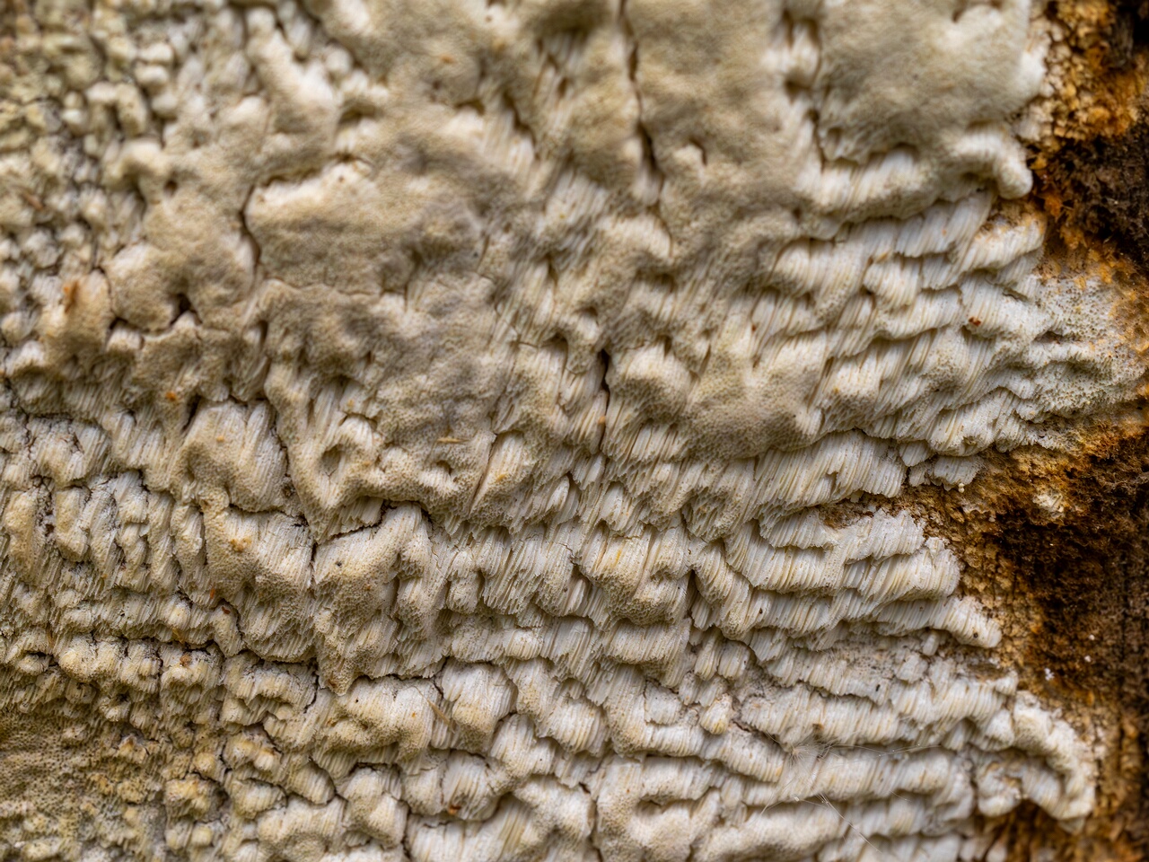 Daedalea xantha _2025-06-07_1-7
