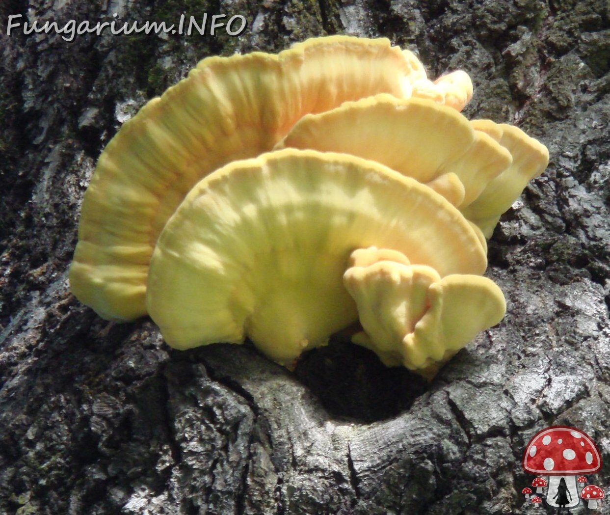 fungi-0003933_ 