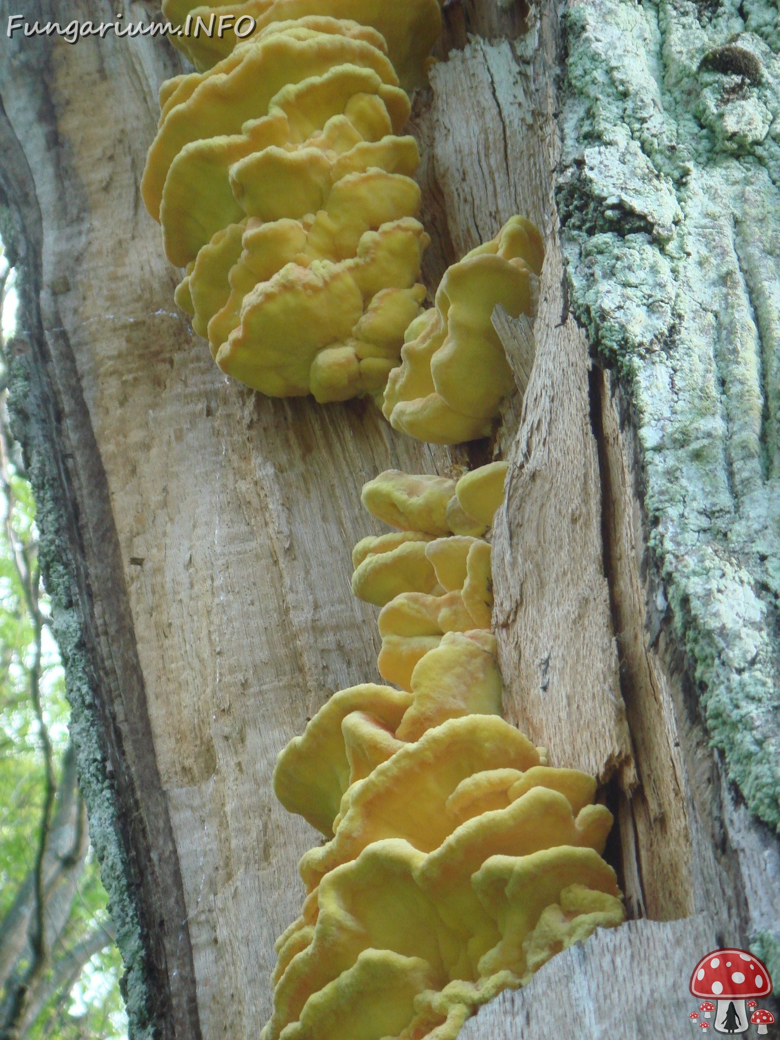 fungi-0004680 