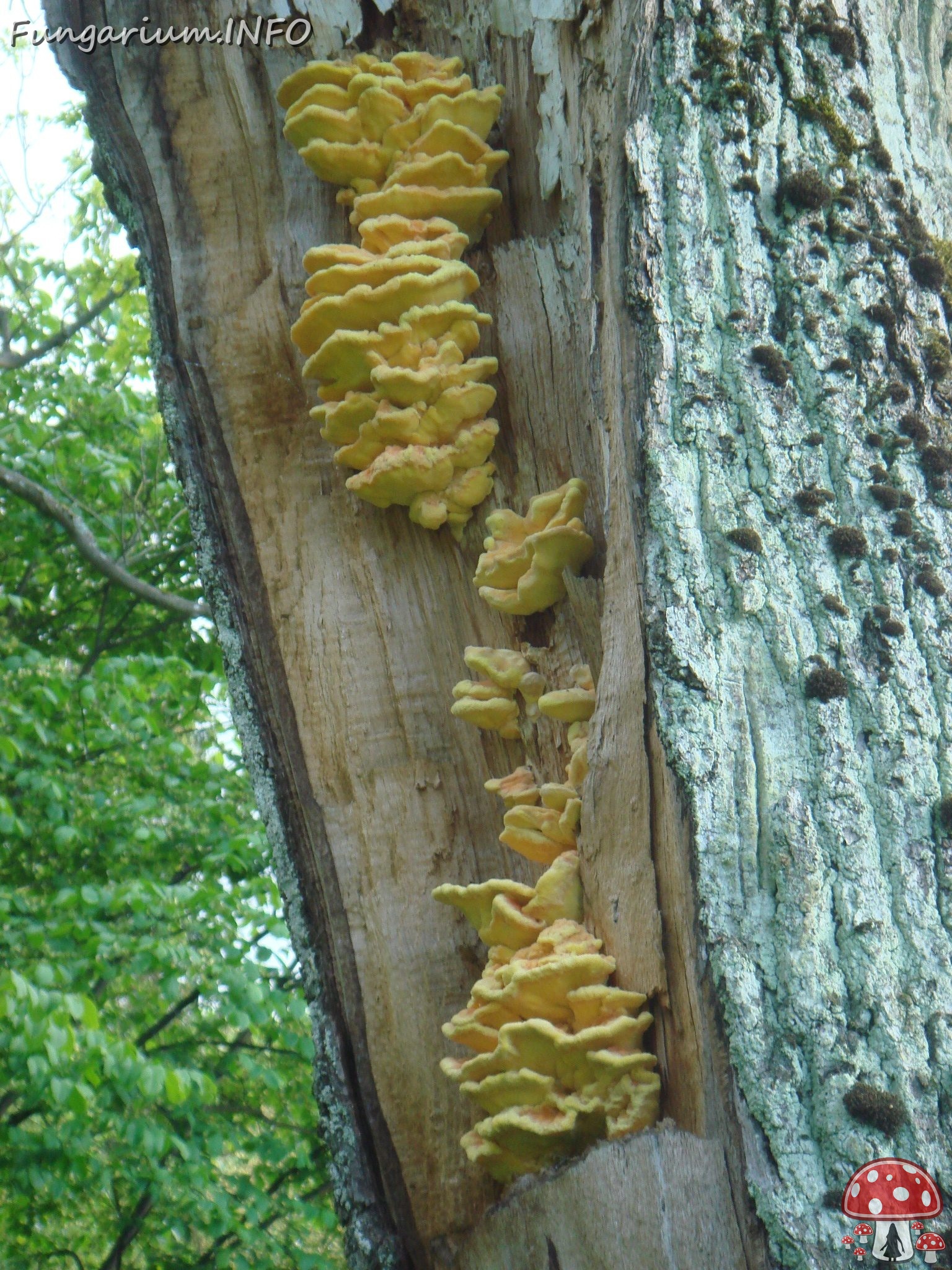 fungi-0004684 