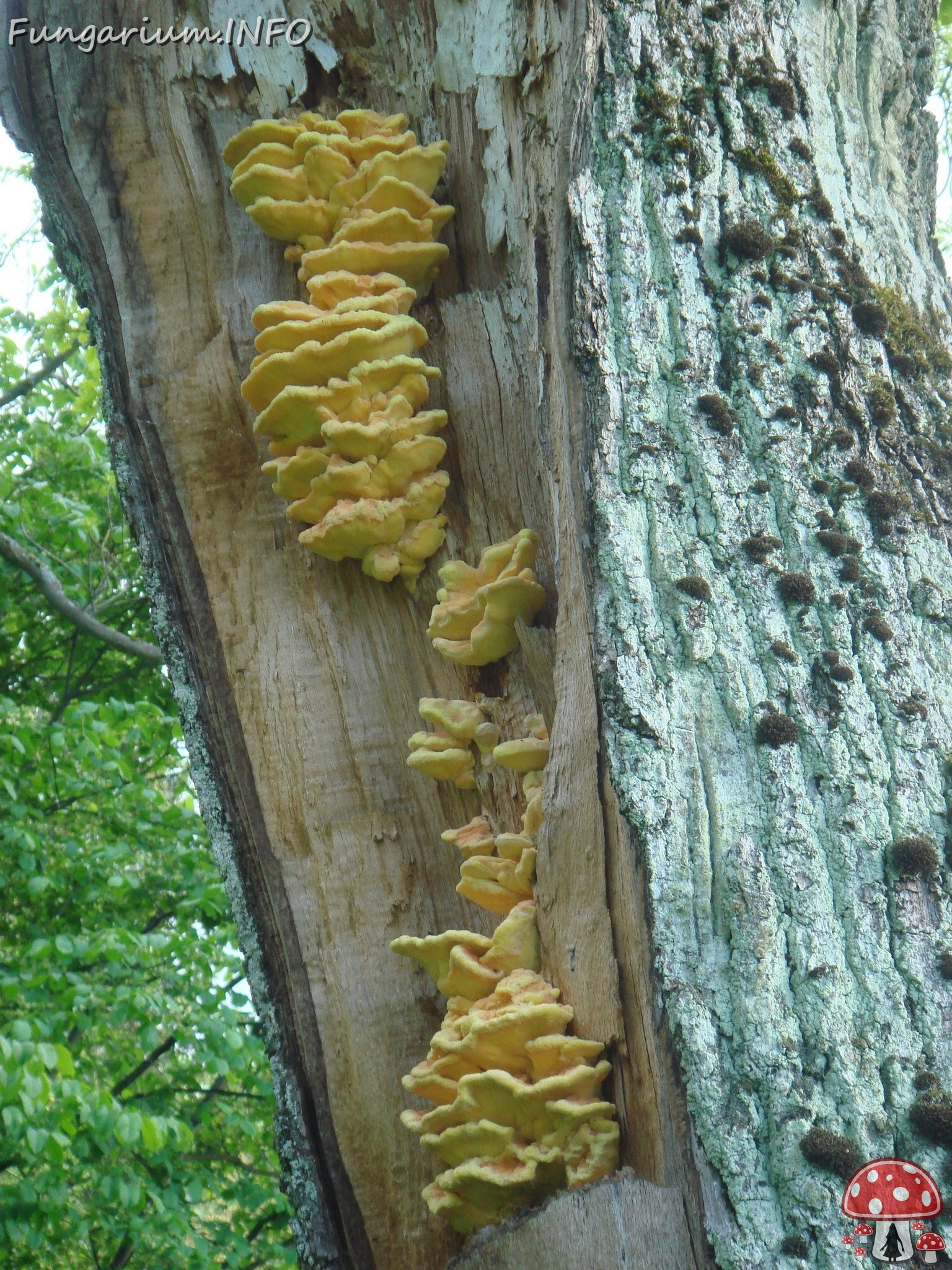 fungi-0004685 