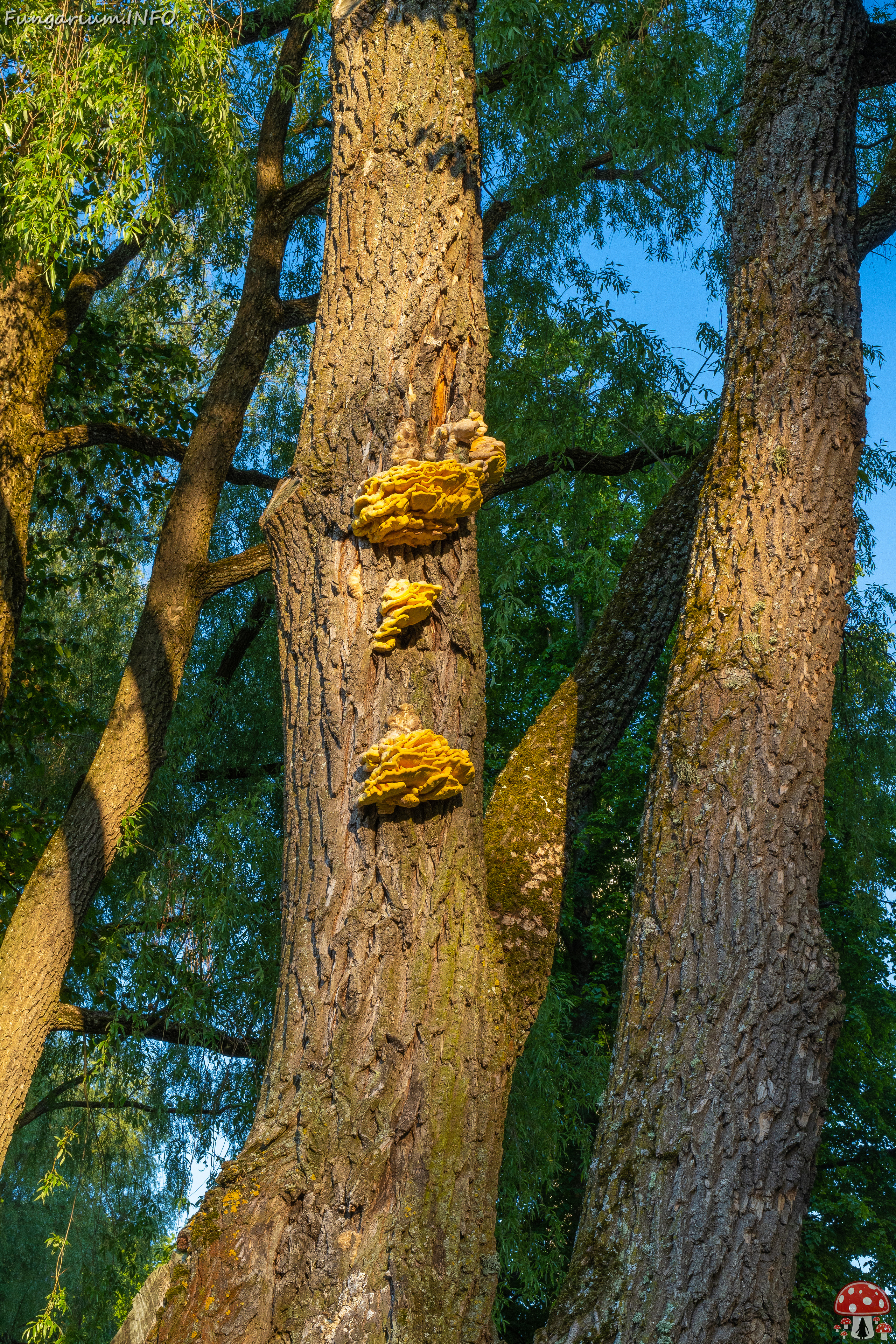 lauluvaeljak_park_area-7 