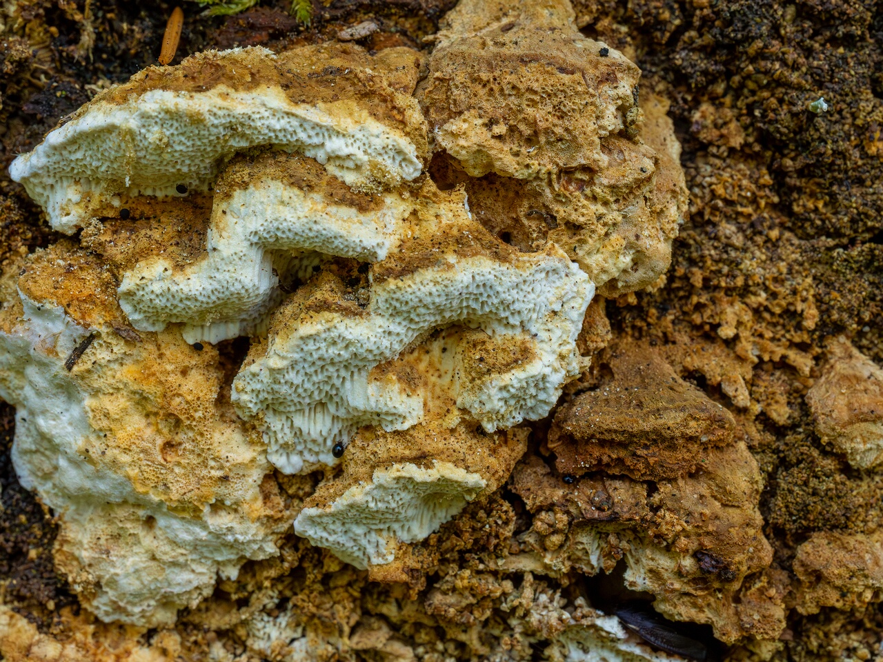 Neoantrodia serialis _2026-06-20_1-11