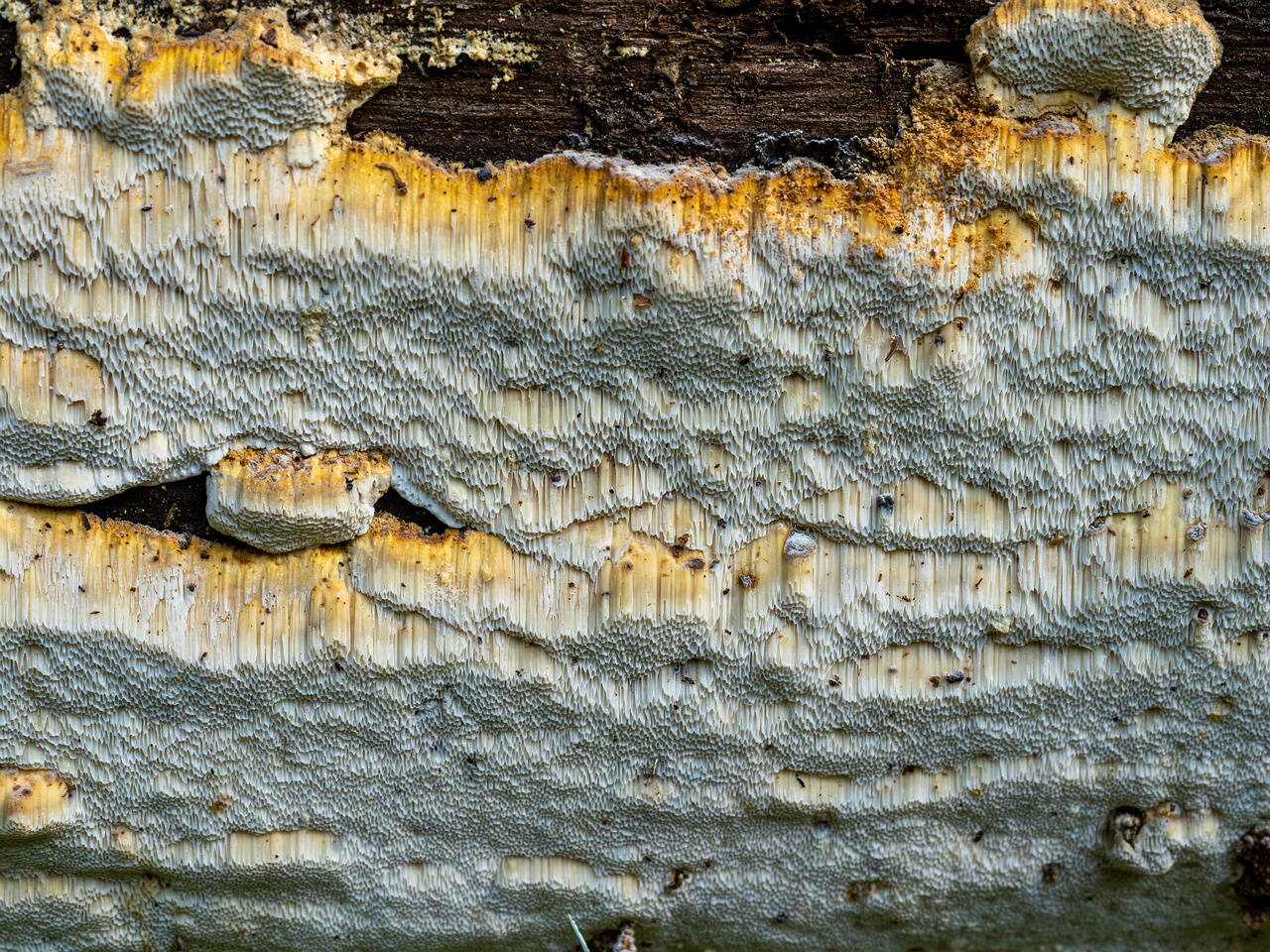 Neoantrodia serialis _2026-06-20_3-4